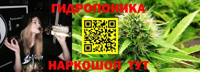 крисы Кингисепп